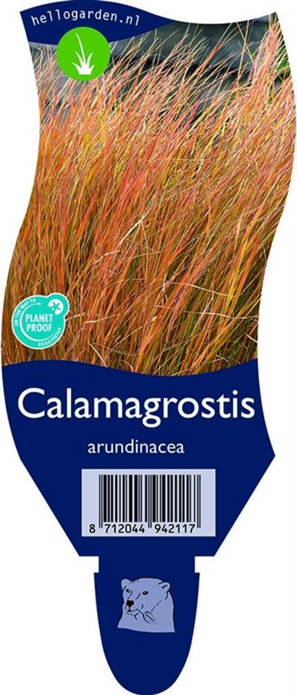 Calamagrostis arundinacea - P11